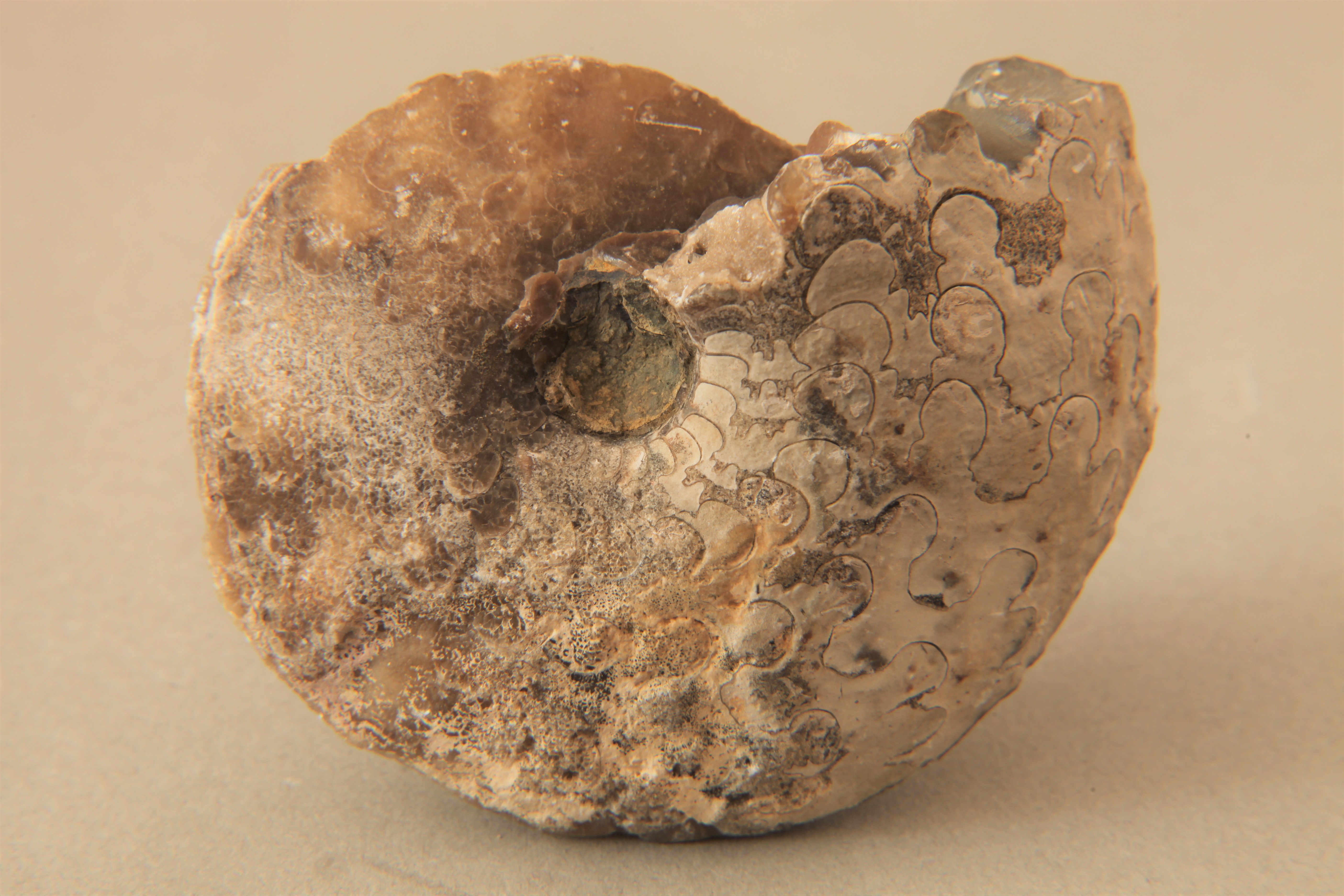 فسیل آمونیت (Ammonit Fossil)