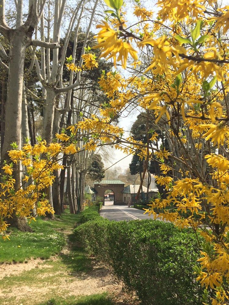 باغ موزه سعدآباد در روز جهانی محیط زیست پاکسازی می شود