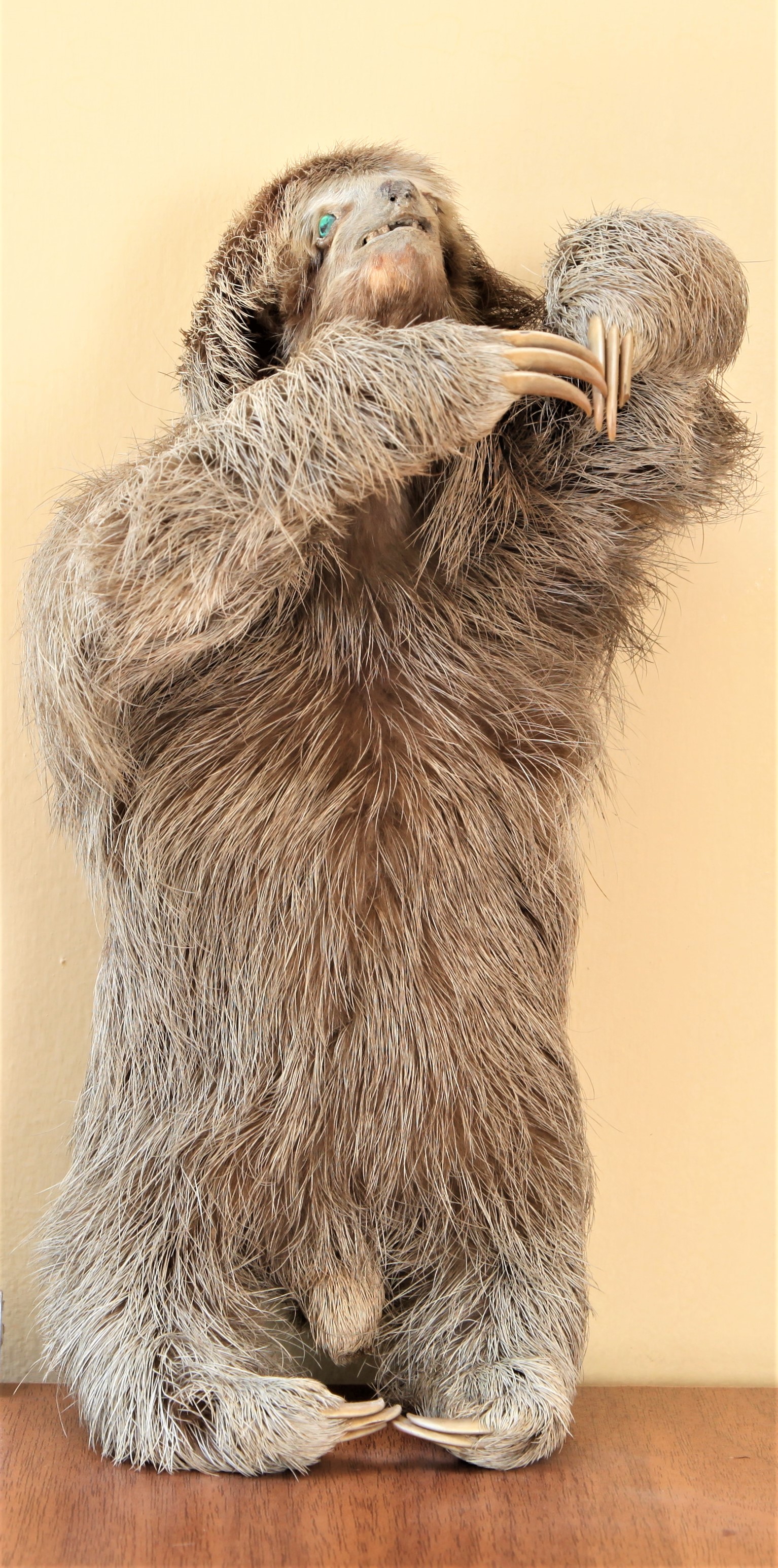 حیوان تنبل  (sloth)
