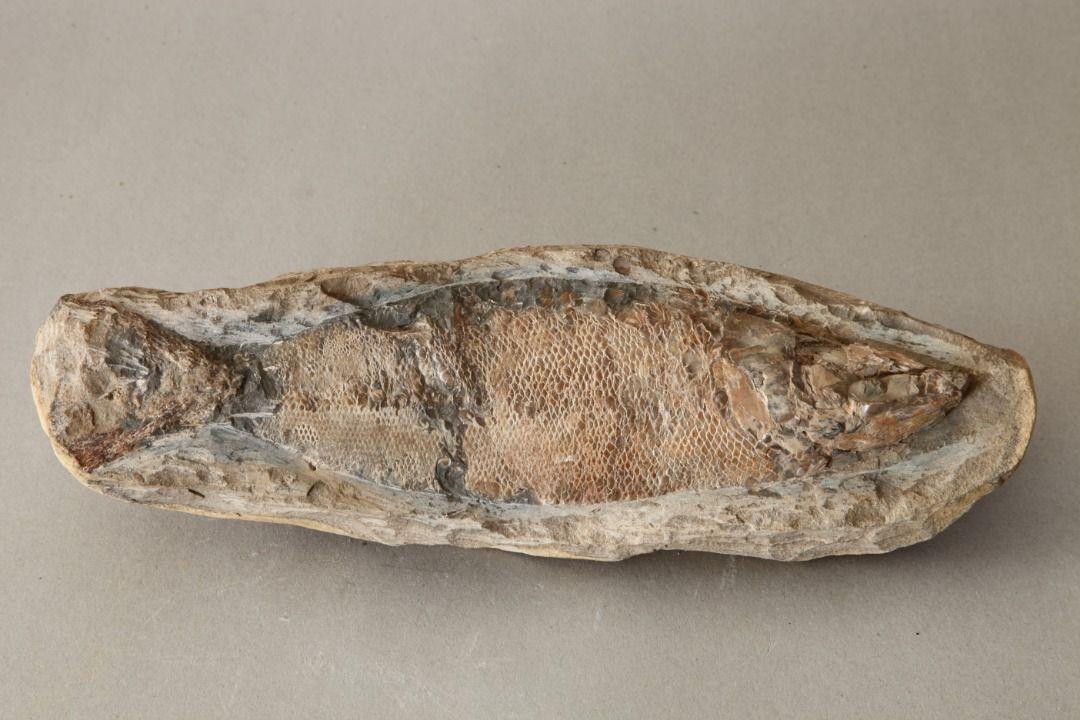  فسیل ماهی استخوان دار (Fossile of Bony fish) 