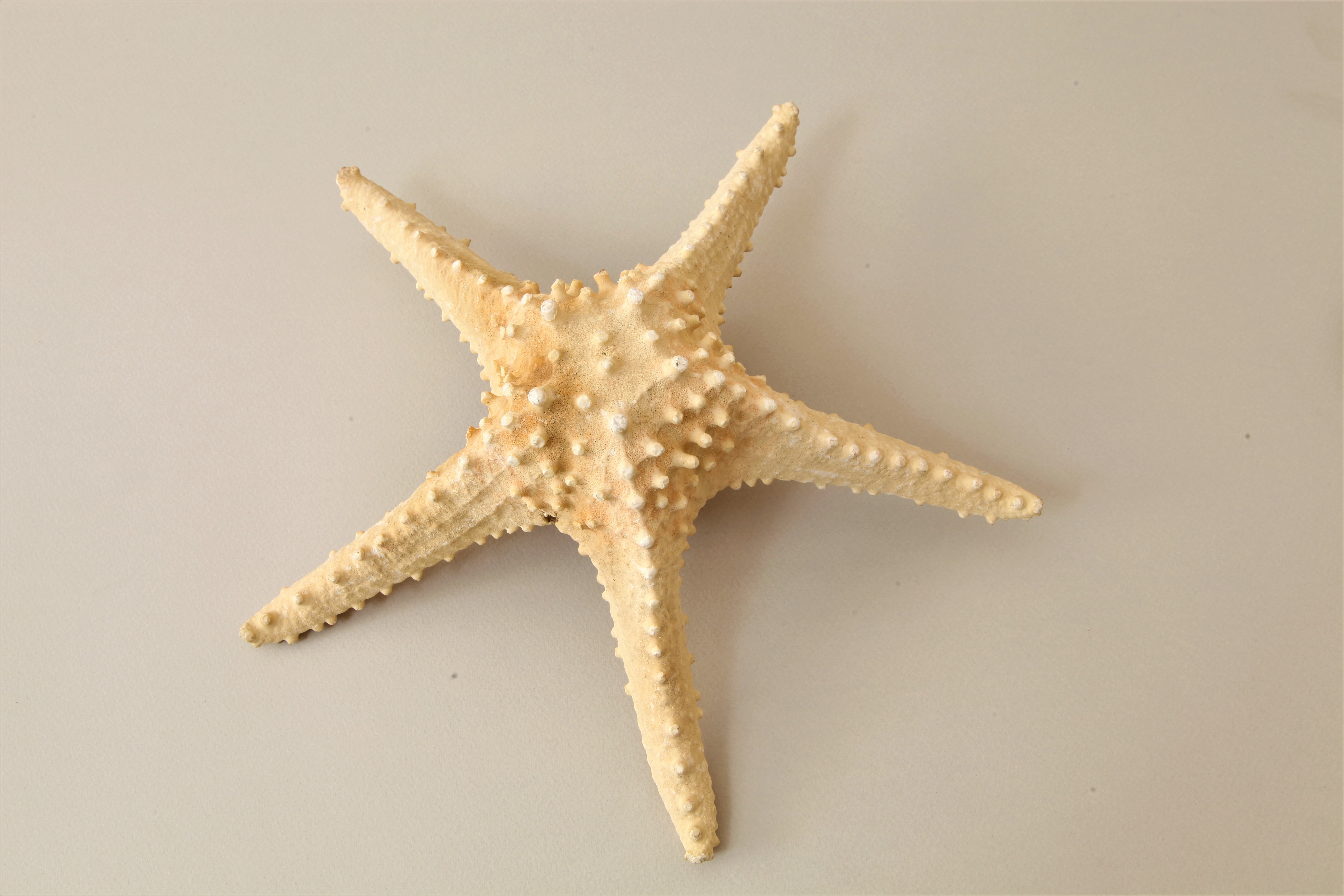  ستاره دریایی ( sea star)/موزه برادران امیدوار