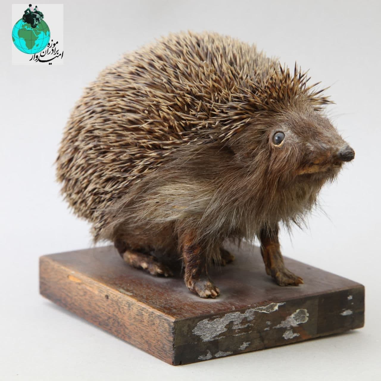 نام شی: خار پشت Hedgehog  مکان نمایش: گالری دوم موزه برادران امیدوار