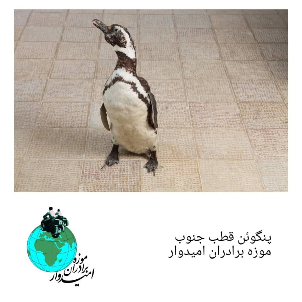 نام شی : پنگوئن قطب جنوب penguin of Antractica محل نمایش : سالن دوم موزه برادران امیدوار